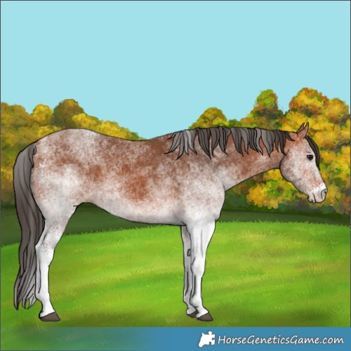 Horse Color:White Spotted Bay 