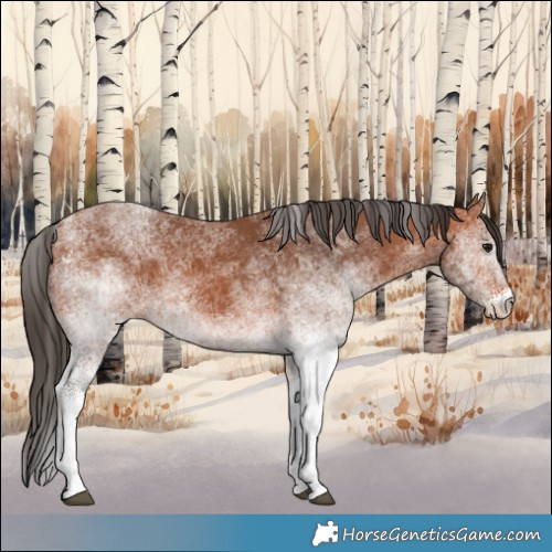 Horse Color:White Spotted Bay 