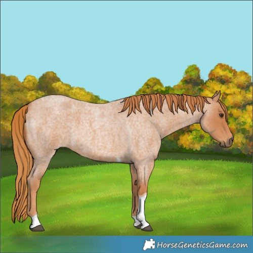 Horse Color:Red Roan Tobiano 