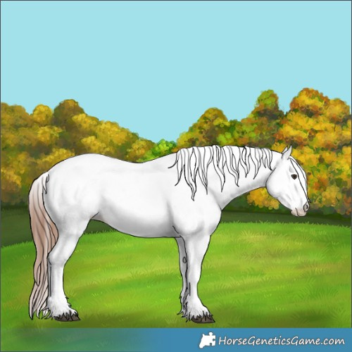 Horse Color:White Spotted Chestnut