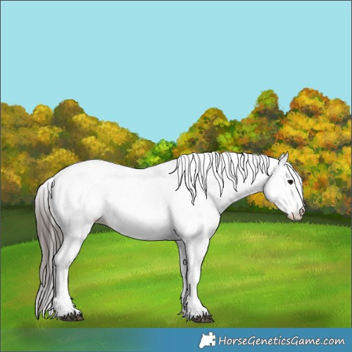 Horse Color:White Spotted Bay 