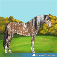 Horse Color:Silver Buckskin Dun Leopard and Amber Champagne Tobiano