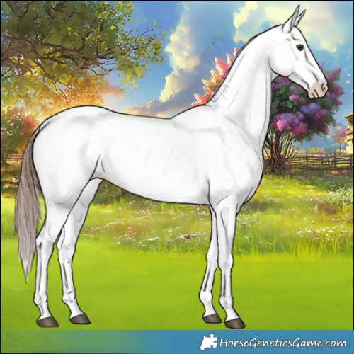 Horse Color:White Spotted Chestnut 