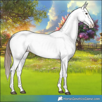 Horse Color:White Spotted Chestnut 