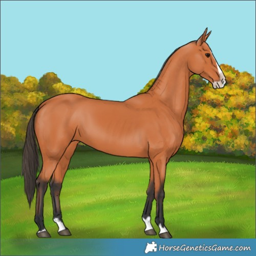 Horse Color:Bay Splash 