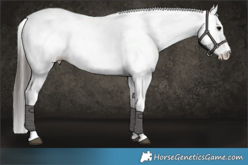 Horse Color:White Spotted Bay Appaloosa 