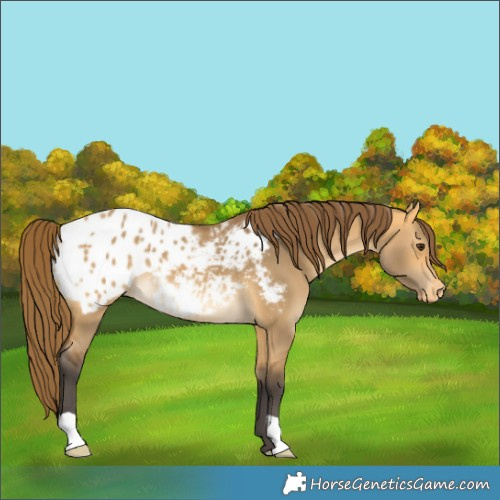 Horse Color:Buckskin Dun Blanket