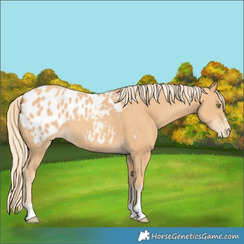 Horse Color:Gold Champagne Appaloosa 