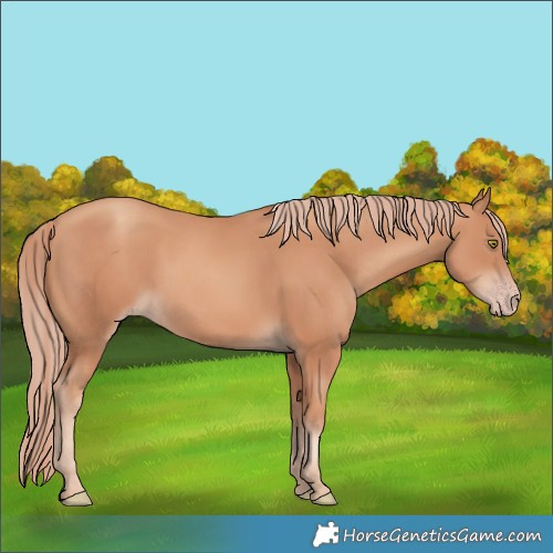Horse Color:Unknown 