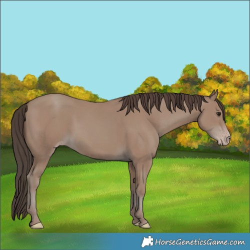 Horse Color:Classic Champagne