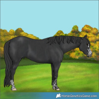 Horse Color:Black  and Black 