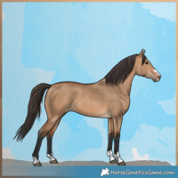 Horse Color:Bay Dun