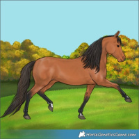 Horse Color:Bay 