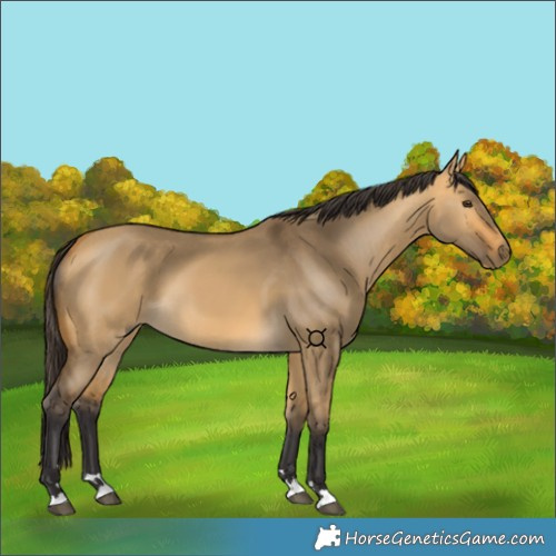 Horse Color:Buckskin Dun 