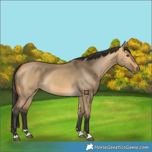 Horse Color:Buckskin Dun 