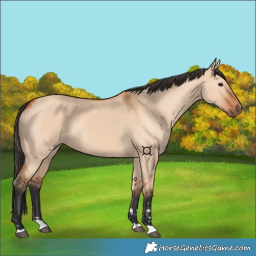Horse Color:Unknown 