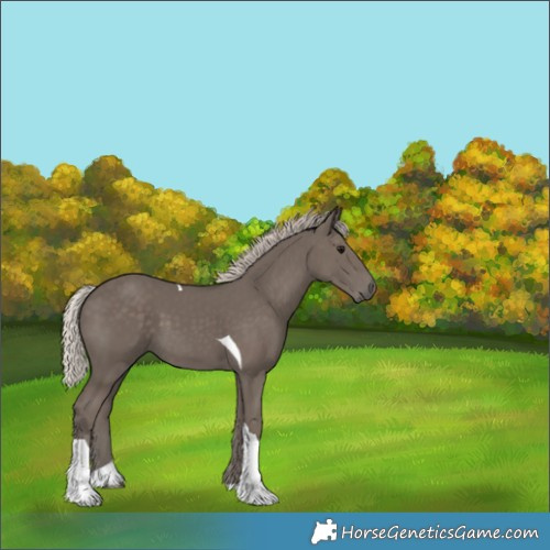 Horse Color:Silver Black Tobiano