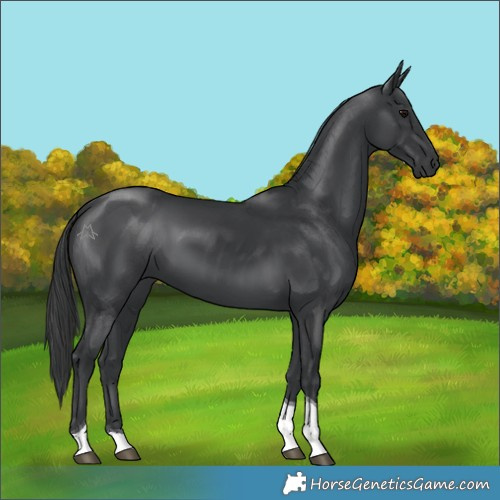Horse Color:Black Tobiano