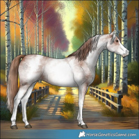 Horse Color:White Spotted Chestnut Sabino 