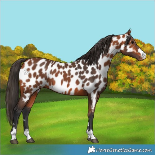 Horse Color:Bay Appaloosa 