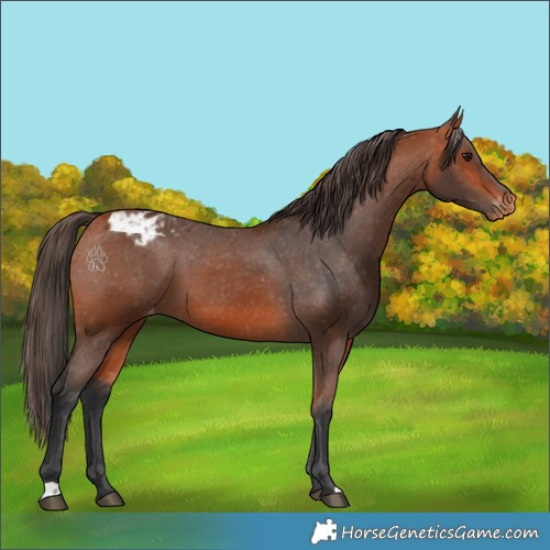 Horse Color:Bay Appaloosa 