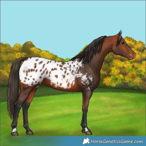 Horse Color:Bay Appaloosa 