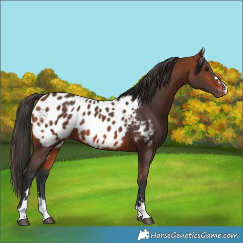 Horse Color:Bay Appaloosa 