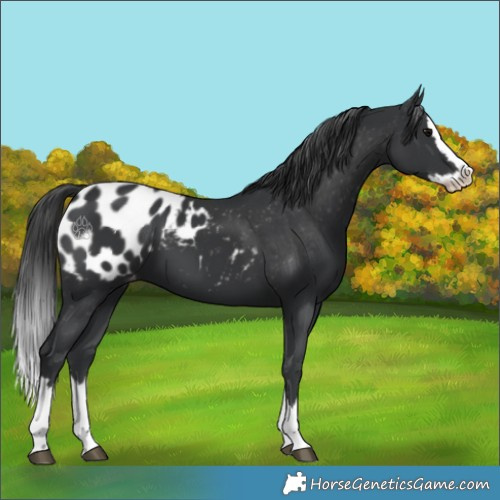 Horse Color:Black Splash Appaloosa 