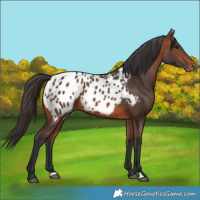 Horse Color:Bay Blanket