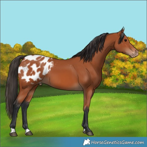 Horse Color:Bay Blanket