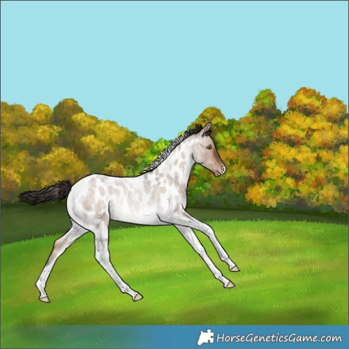 Horse Color:Bay Roan Dun Tobiano Appaloosa Rabicano