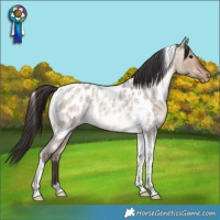 Horse Color:Bay Roan Dun Tobiano Appaloosa Rabicano