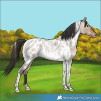 Horse Color:Bay Roan Dun Tobiano Appaloosa Rabicano