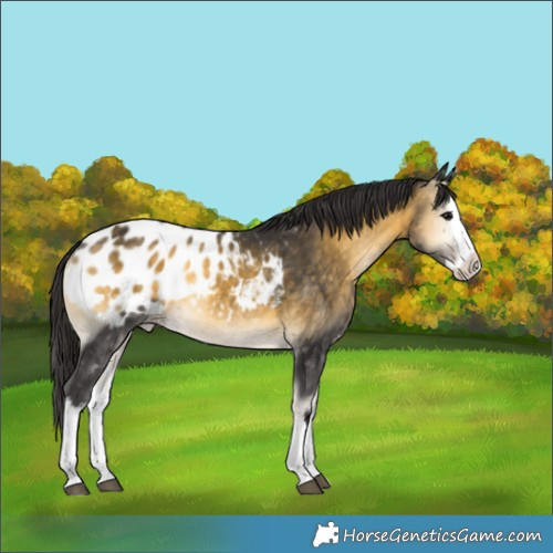 Horse Color:White Spotted Buckskin Onyx Splash Appaloosa 