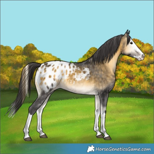 Horse Color:White Spotted Buckskin Onyx Splash Blanket