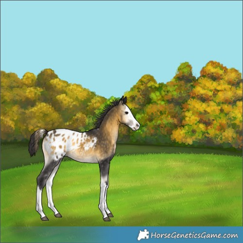 Horse Color:White Spotted Buckskin Onyx Splash Appaloosa 