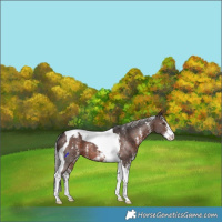 Horse Color:Silver Brown Sabino Tobiano Appaloosa 