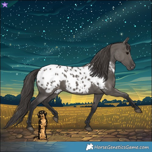 Horse Color:Grullo Appaloosa 
