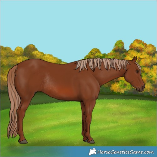 Horse Color:Chestnut Rabicano 