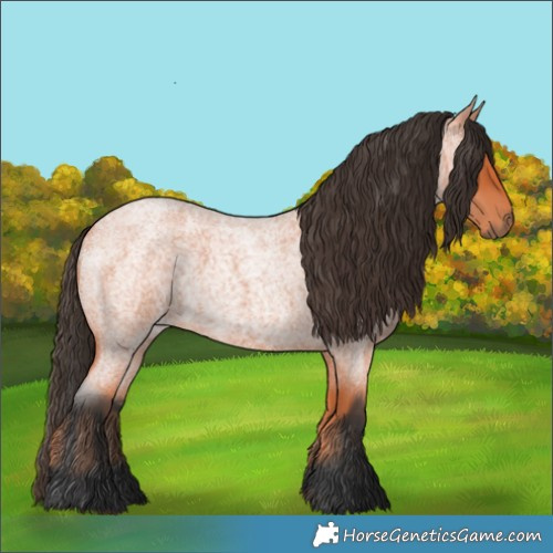 Horse Color:Bay Roan 