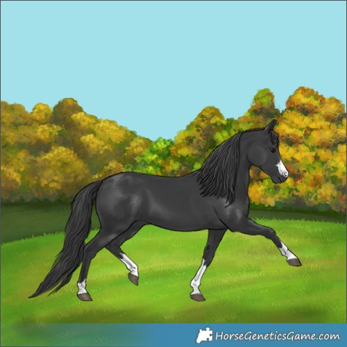 Horse Color:Black 