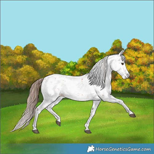 Horse Color:Chestnut Sabino 