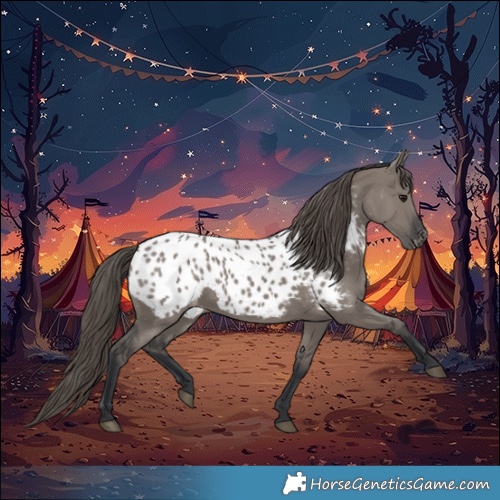 Horse Color:Grullo Appaloosa 