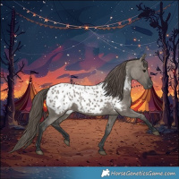 Horse Color:Grullo Blanket