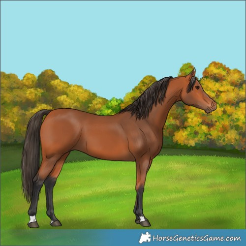 Horse Color:Bay 