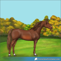 Horse Color:Chestnut 