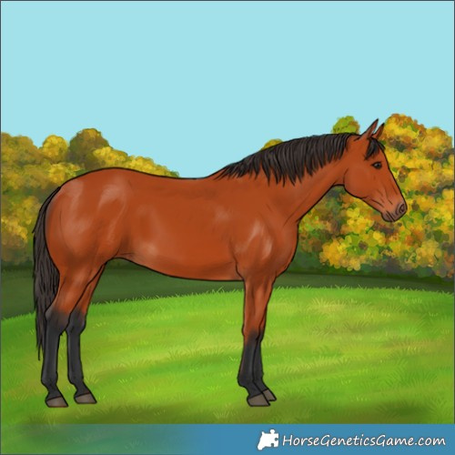Horse Color:Unknown 