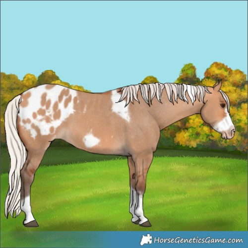 Horse Color:Silver Bay Dun Sabino Tobiano Frame Appaloosa Rabicano 