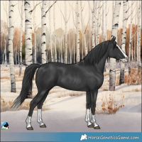Horse Color:Black Splash 