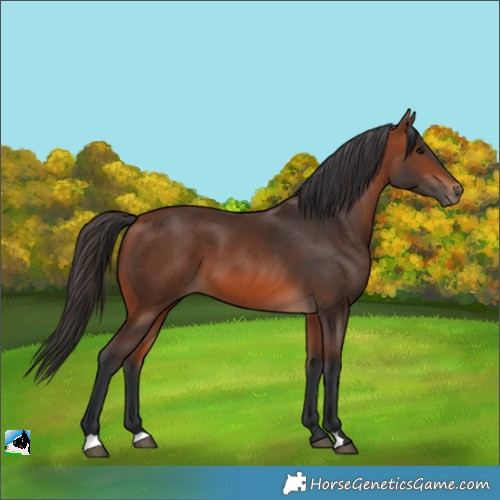Horse Color:Bay 